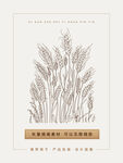 高品质矢量麦穗麦子插画