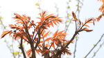 春天风中的香椿树
