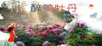 牡丹  