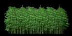 3d渲染竹子
