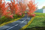 道路景观