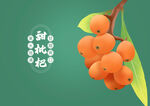 手绘枇杷包装插画图片