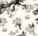 黑白花