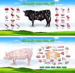 猪牛肉分割图