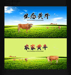 黄牛