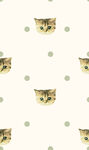小猫数码