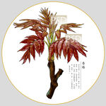 香椿包装插画