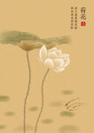 荷花