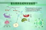 蛋白质结构