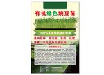 芽苗菜豌豆苗 