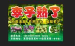 李子熟了
