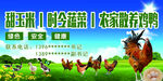 家禽海报