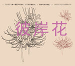 彼岸花