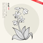 白芨