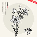 矢量桔梗