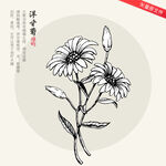 洋甘菊