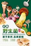 野生菌海报