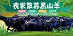 黑山羊
