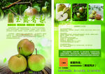山西隰县玉露香梨