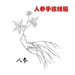 人参手绘