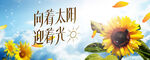 太阳向日葵背景板