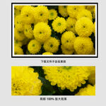 黄色花团油画