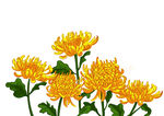 菊花插画重阳节清明节祭祖鲜花