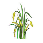 水稻丰收的谷穗大米抠图插画素材