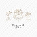 金银花线稿