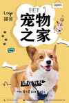 宠物