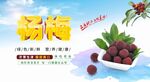 杨梅海报