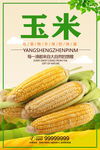 玉米