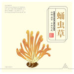蛹虫草