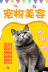 宠物