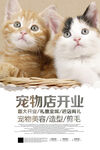 宠物