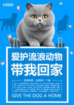 关爱流浪动物