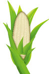 白糯玉米  绿叶  农产品  