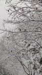 大雪纷纷