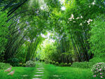 竹林风景
