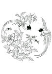 绶带月季