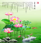 荷花