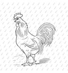 大公鸡线稿