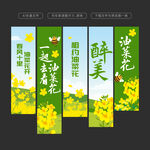 油菜花