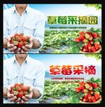 草莓采摘