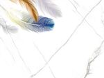 现代简约爵士白羽毛
