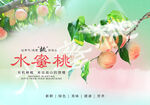水蜜桃（作品无水印）