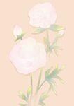 牡丹花