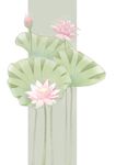 立夏荷花
