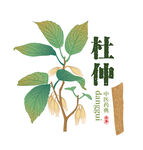 手绘杜仲