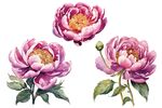 芍药 牡丹 花 
